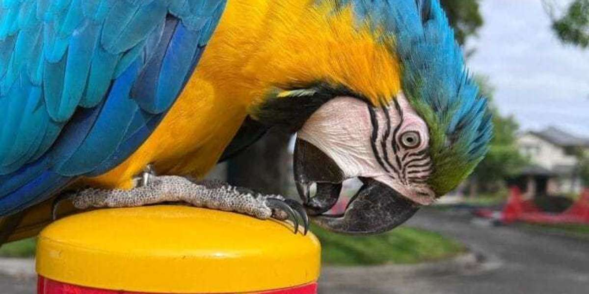 5 Reasons To Be An Online Sinatra Macaws For Sale And 5 Reasons To Not