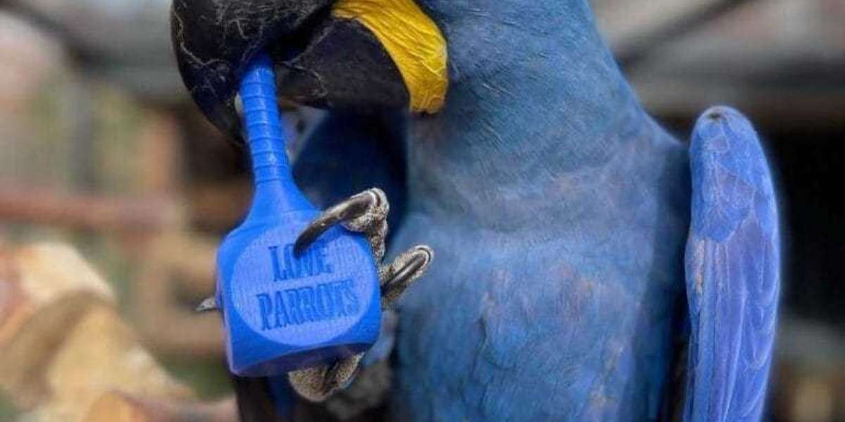 Where Can I Buy a Macaw? A Comprehensive Guide for Aspiring Owners